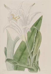 Ismene narcissiflora